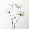 Flores Transparentes