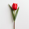 Tulipán