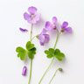 Madera de violeta