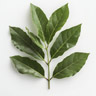 Laurel de las Indias Occidentales