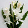 Lirio de Jengibre Blanco