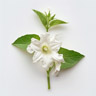 Tabaco blanco
