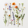 Flores silvestres